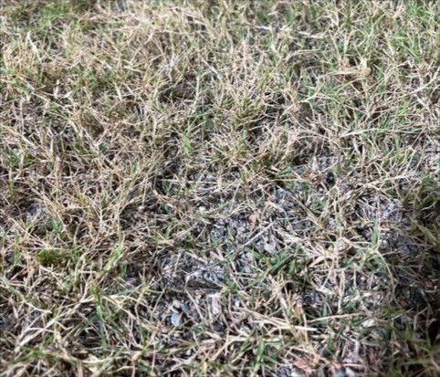 新竹棒球場遭民眾拍下草皮不平整、外野碎石多等問題。   圖：翻攝不禮貌鄉民團臉書