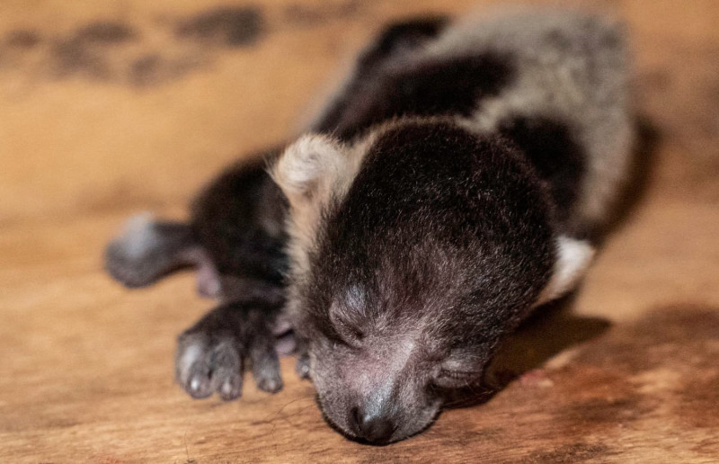 剛出生的白頸狐猴寶寶，體重僅100公克。   圖：台北市立動物園 / 提供