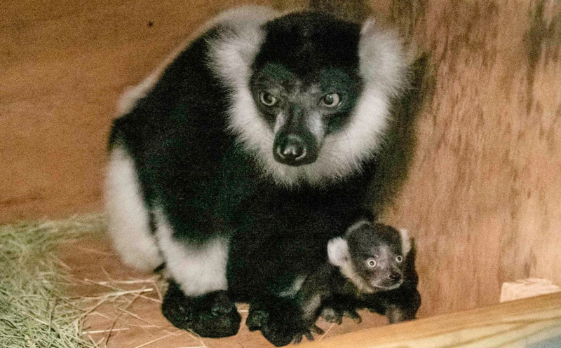 動物園會在育幼期間提供白頸狐猴媽媽一個獨立的空間，直到新生的寶寶可以獨自採食。   圖：台北市立動物園 / 提供