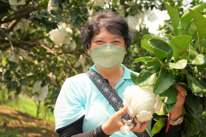 八里區農會推廣部指導員李月寶為提高利用，決定投入種植心型柚。   圖：新北市農業局提供