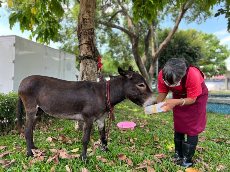 動物之家志工準備食物飲水給驢子。   圖：新北市動保處提供