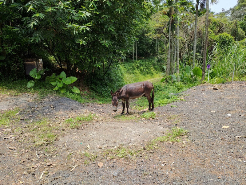 土城區石門路附近發現驢子現蹤。   圖：新北市動保處提供