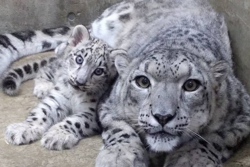 日本秋田市大森山動物園中的小雪豹學會吃肉了，完美繼承媽媽高顏值。   圖／Twitter：omoriyama_zoo