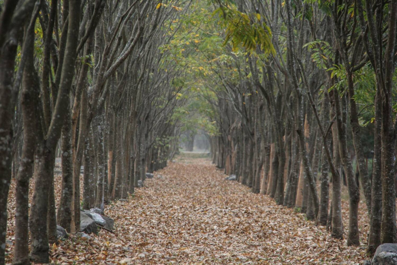 林後四林平地森林園區自109年起就全區域開放寵物入園。   圖：農委會／提供