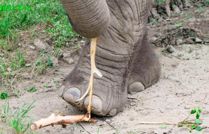 非洲象鼻腳併用享用美食。   圖：台北市立動物園 / 提供