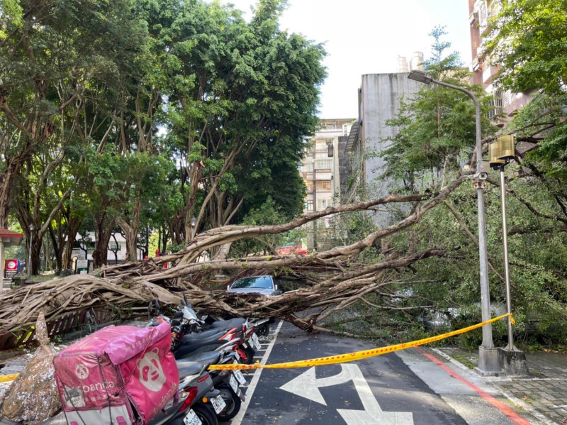 簡舒培今（30）日表示，大安區新龍公園有2棵將近3層樓高的大樹倒塌，造成多輛汽、機車被砸毀。   圖：翻攝自簡書培臉書