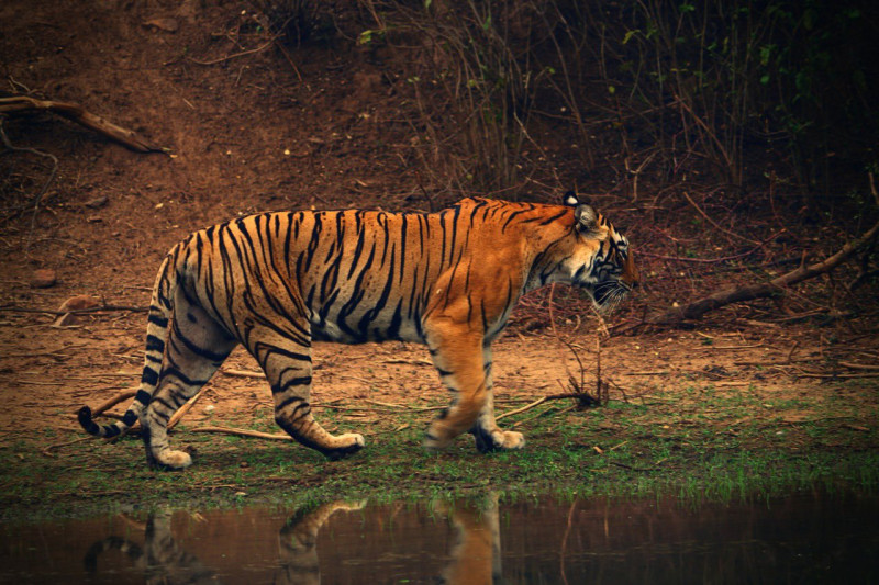 在面臨棲息地萎縮、非法獵捕問題泛濫等危機下，在上世紀初數量尚有約 10 萬的老虎，當前全球野外僅存 3900 隻，被國際自然保護聯盟（IUCN）的紅色名錄列為瀕危物種。   圖：取材自推特