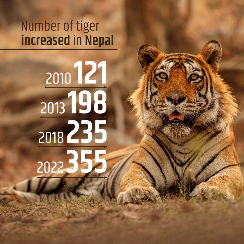 在尼泊爾政府大力推行的復育工作下，該國現有 355 隻野生老虎，自 2009 年以來增加了近 190%，是為當初的三倍之多。   圖：擷自尼泊爾總理德巴推特