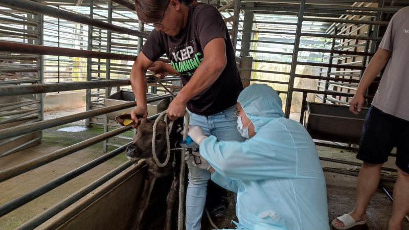 動物疾病防治戰線上，公職獸醫、牧場、馴鹿達人組成鐵三角，守護轄內33場養鹿場528頭鹿隻。   圖：新北市動保處提供