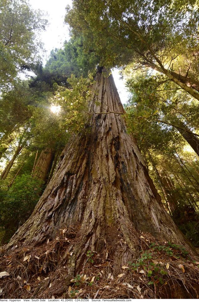 高達 115.92 公尺、被金氏世界紀錄認證「全世界最高的活樹」的海岸紅衫「海柏利昂」( Hyperion )。   圖 : 翻攝自環球網