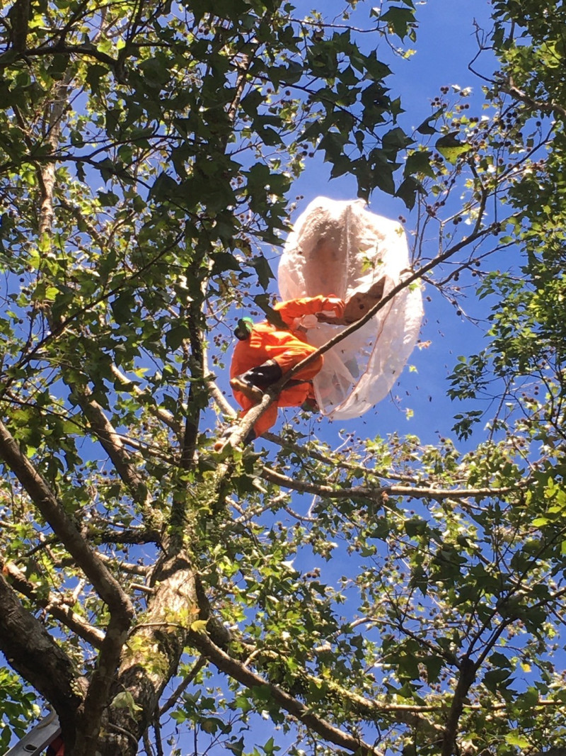 人員穿著防蜂全套裝備摘除蜂巢，減少作業傷害。   圖：新北市動保處提供
