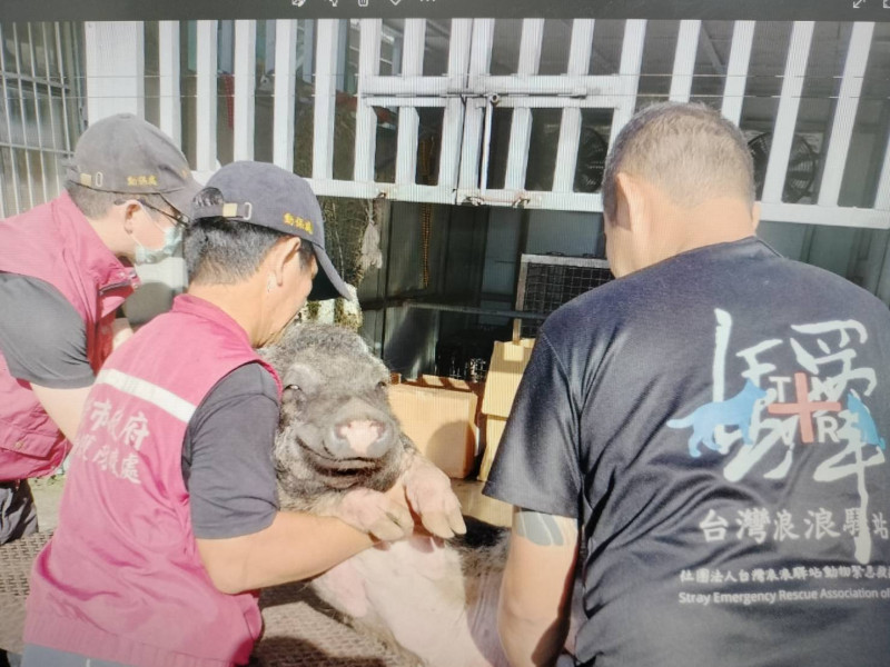動保員與志工合作救援山豬至動物管制車。   圖：新北市動保處提供