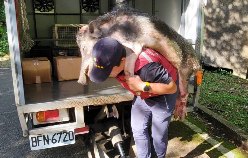 動保員李國良良成功救援出山豬並使用管制車接駁。   圖：新北市動保處提供