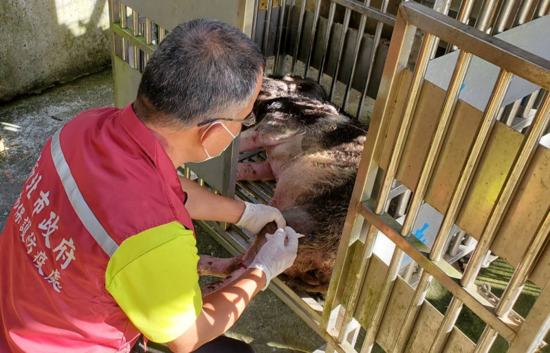 獸醫師謝弘斌為山豬進行醫療工作。.   圖：新北市動保處提供