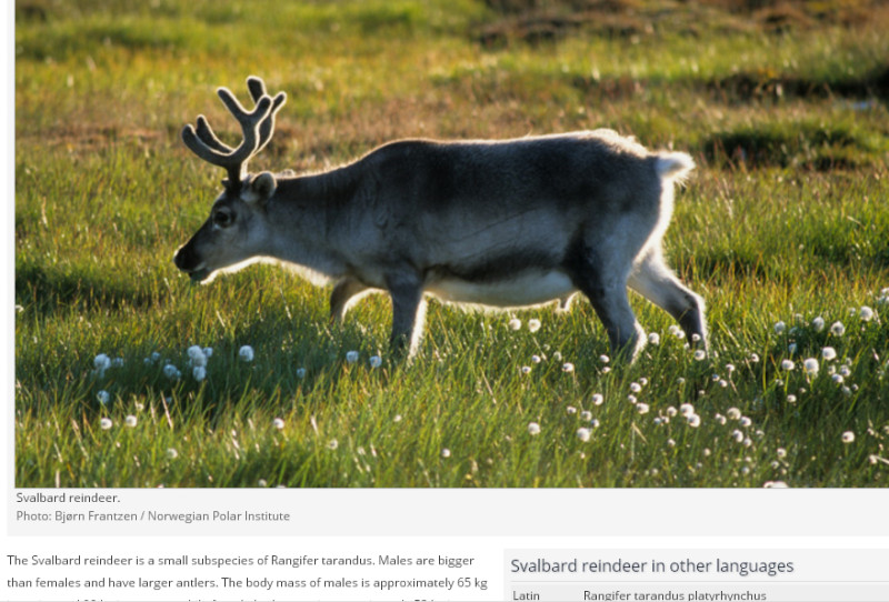 蘇格蘭哈頓研究所指出，挪威北極圈斯瓦巴爾地區的成年馴鹿在16年內，體重銳減12%，可能的原因是全球暖化。   圖：翻攝挪威極地研究所/Bjørn Frantzen