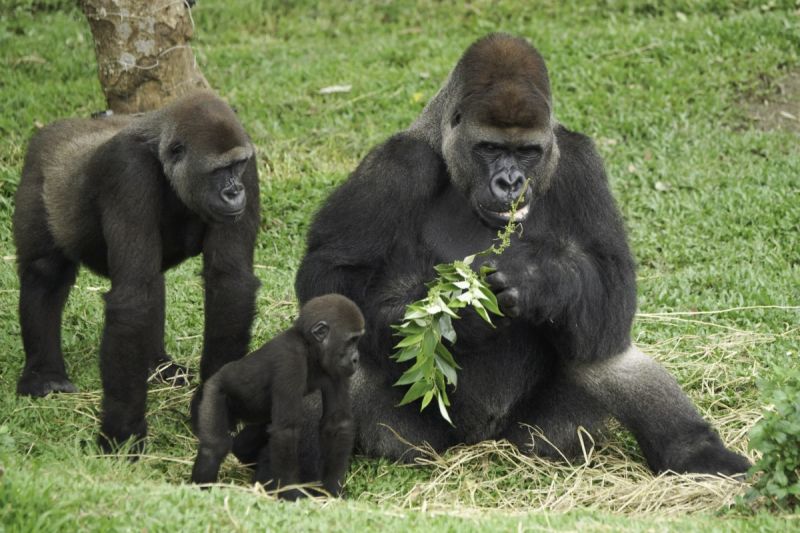 美食擺中間、親情拋兩旁，金剛猩猩父子互動超爆笑。   圖／臺北市立動物園提供,詹德川攝