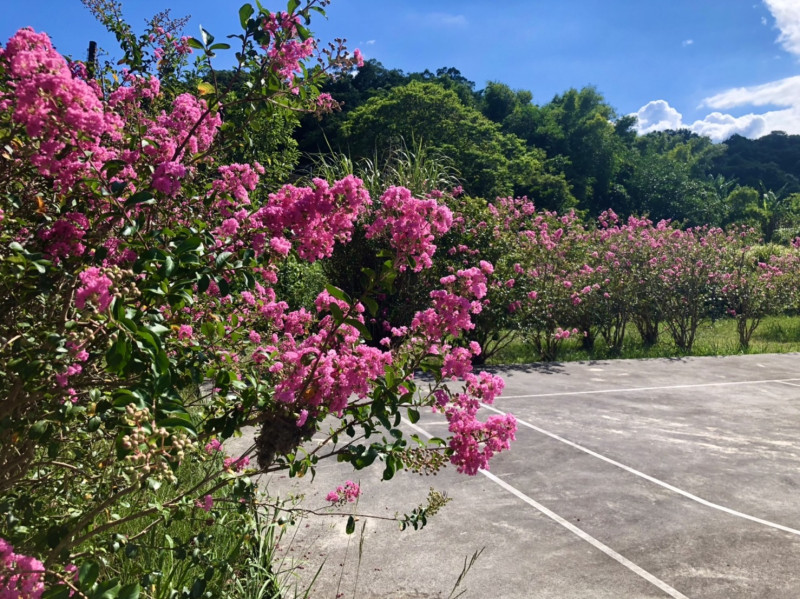 貢寮環保公園種植許多紫薇花，民眾可以親近欣賞浪漫細緻的紫紅花朵。   圖：新北市綠美化環境景觀處