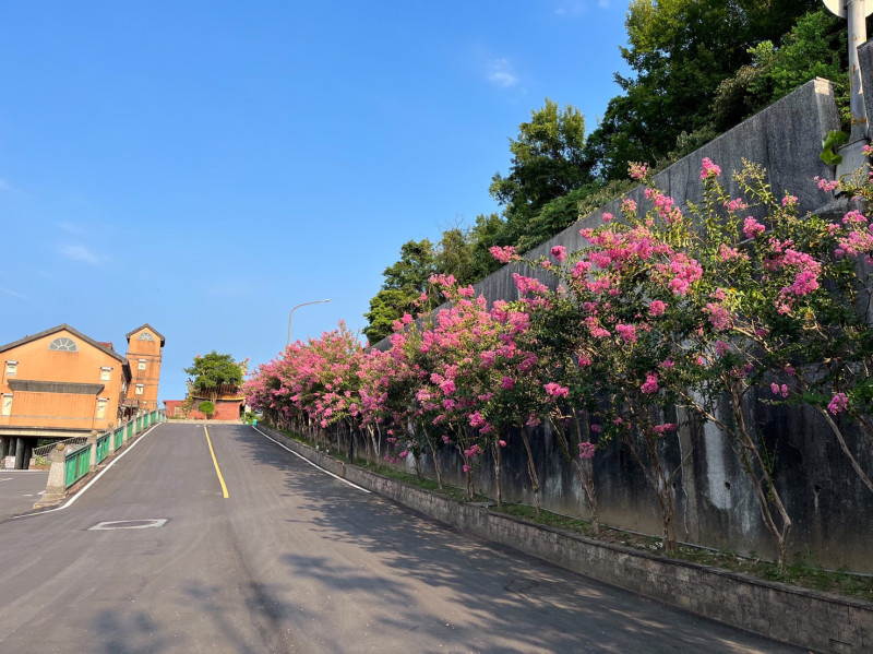 貢寮環保公園紫紅色紫薇搭配著藍天顯得格外細緻浪漫。   圖：新北市綠美化環境景觀處