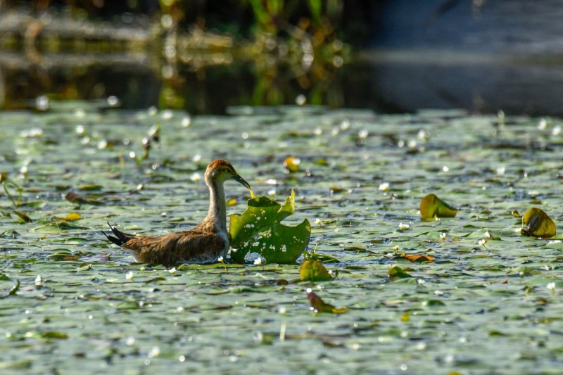 111年於美濃湖周圍野蓮田拍攝之水雉亞成鳥。   圖：林務局／提供