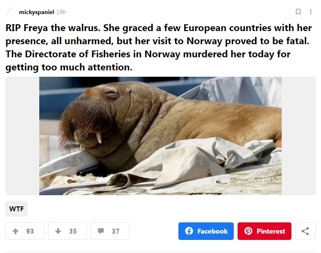 民眾在社群軟體上悼念被挪威政府安樂死的海象Freya。    圖 : 翻攝自社群軟體