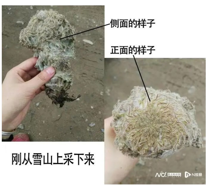 有中國網紅違法摘取保護來植物雪兔子，引起熱議。   圖：翻攝自微博