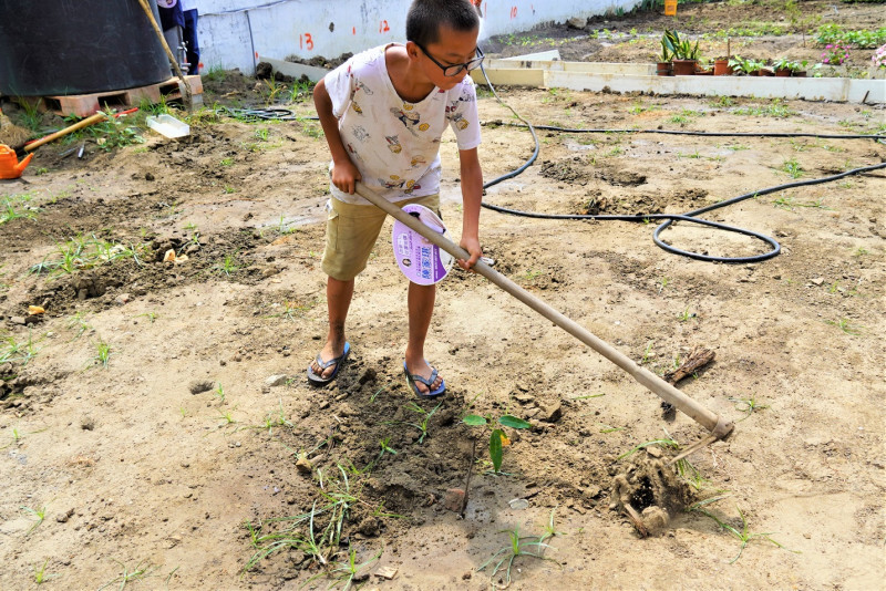 黃小弟幫自己栽種的波蘿蜜鬆土與除草。   圖：八里區公所提供