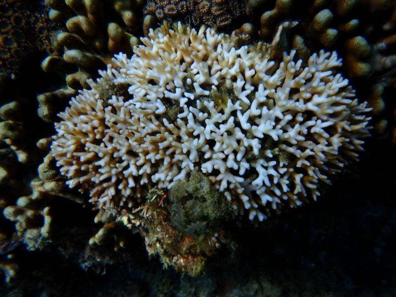 基翬中度白化的列孔珊瑚。   圖：海洋保育署／提供