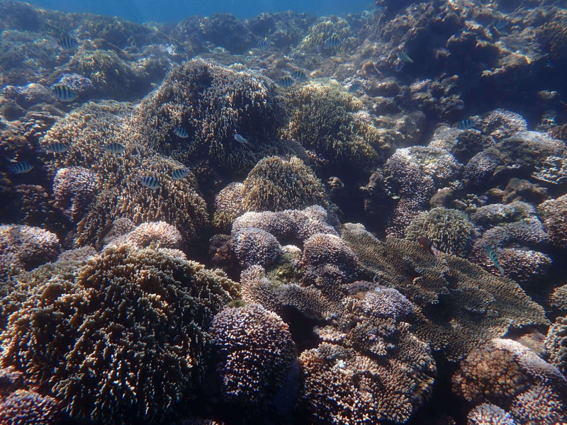 基翬淺區較多珊瑚輕度白化。   圖：海洋保育署／提供