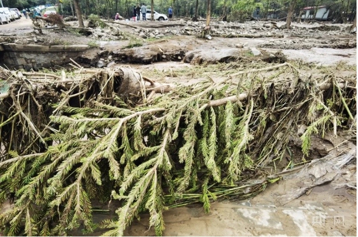 青海省西寧市大通縣因暴雨而發生山洪，樹木遭山洪沖倒。   圖 : 翻攝自騰訊網