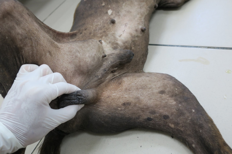 獸醫師黃繼霆檢查後確認牠下腹部大腫塊其實是右側的鼠蹊隱睪。   圖：新北市動保處提供