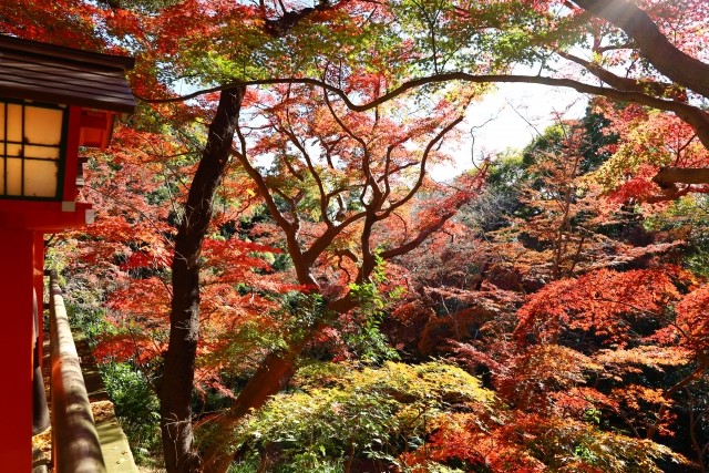 「等等力不動尊」境內呈現季節更迭之美，充滿著日本風情。   圖：東京觀光事務所台灣辦事處／提供
