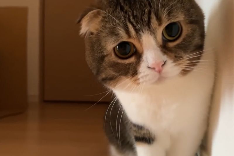 貓咪感冒不舒服，康復後緊黏媽媽撒嬌：「別擔心我了」。   圖／Youtube： Scosco Poko Taro