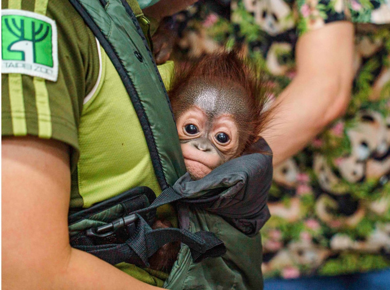 保育員用嬰兒背帶，將「秀彩」牢牢的安在胸前。   圖：台北市立動物園 /提供