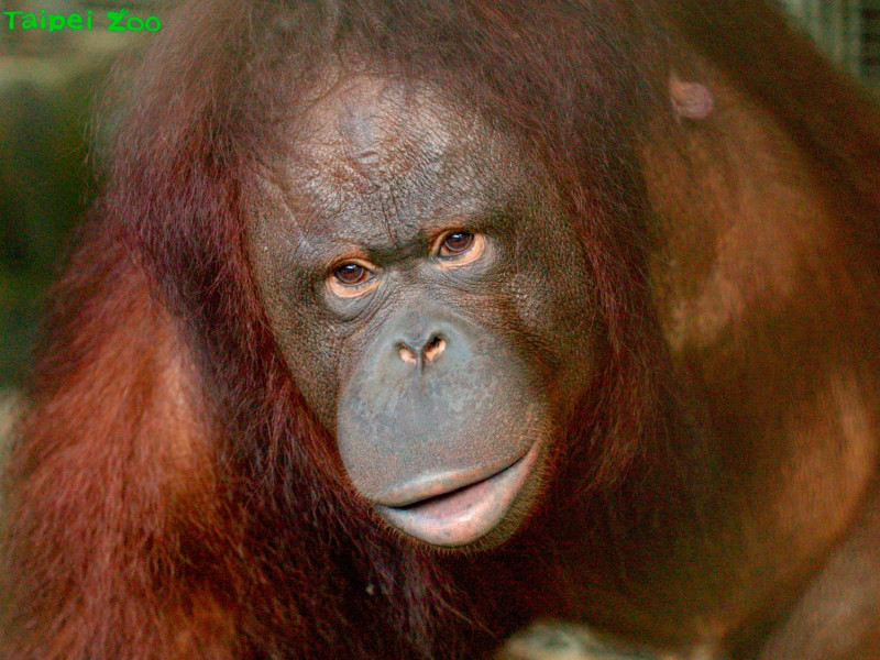 紅毛猩猩「可秀」在6月6日凌晨順利誕下寶寶「秀彩」。   圖：台北市立動物園 /提供