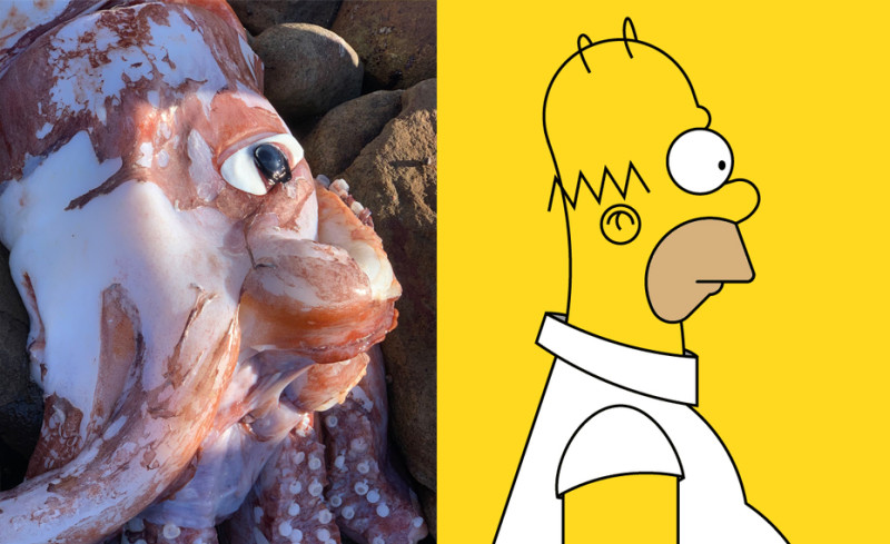 網友開玩笑稱，這隻魷魚長得像辛普森家庭的腳色。   圖：翻攝自推特 Jim Hall (@jhall)