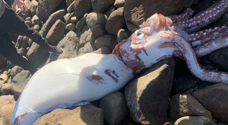 南非海邊被發現一隻「巨型魷魚」的屍體。   圖：翻攝自推特Tim Dee( @TimDee4)