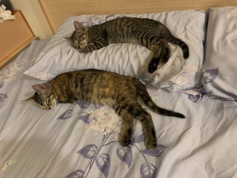 2隻貓咪會幫兒子貼心暖床。   圖：新北市動保處提供
