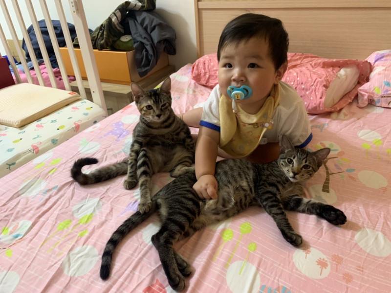 2隻貓咪與兒子相處。   圖：新北市動保處提供