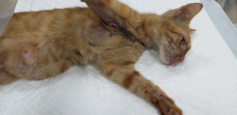 浪貓身體被橡皮筋綑綁、皮毛脫落化膿。   圖：新北市動保處提供