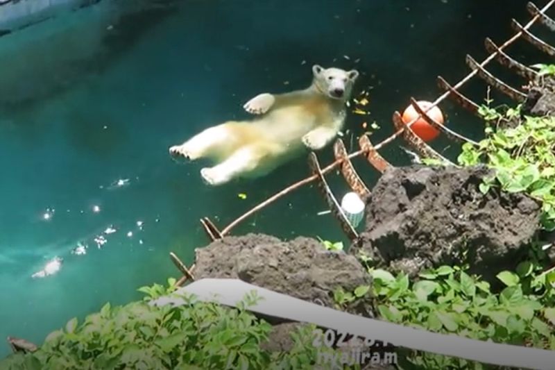 日本一名網友在大阪天王寺動物園看見一隻北極熊正在玩「仰式漂漂河」！   圖／推特帳號RumiDonald