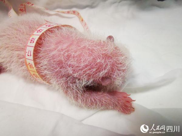 中國四川熊貓「翠翠」產下幼仔，官媒向網友徵名。   圖：翻攝自人民網