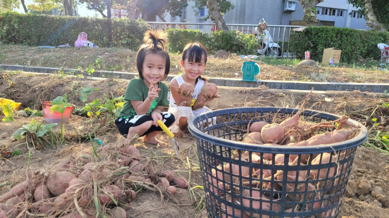 小朋友到農田體驗挖甘藷活動。   圖：金山區公所提供