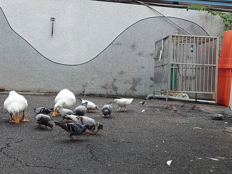 白鴨與鴿子、八哥、麻雀在板橋動物之家和平共處。   圖：新北市動保處提供