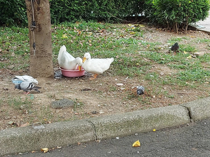 白鴨在板橋動物之家草坪上悠然自得。   圖：新北市動保處提供