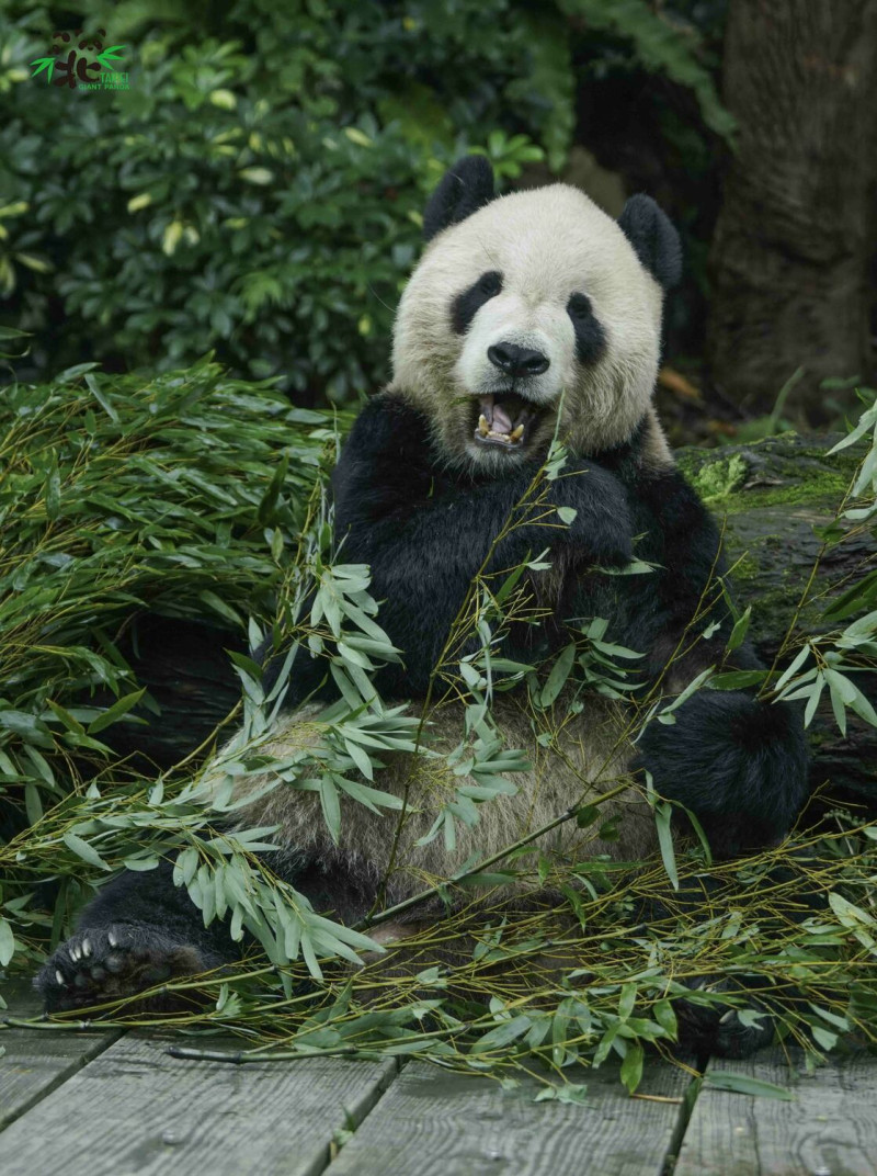 大貓熊「團團」。   圖：台北市立動物園／提供（資料照）