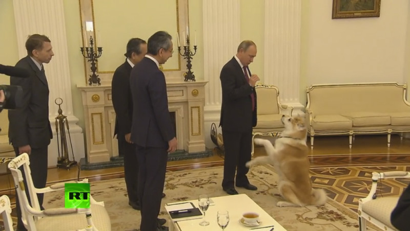 俄羅斯總統普亭（右）指示秋田犬「Yume」做出各種動作，顯示他御犬有術。   圖：翻攝RT LIVE