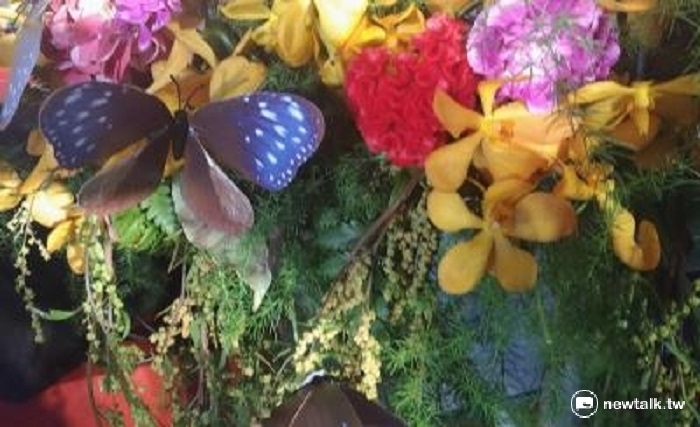 茂管處為「引蝶入谷」，號召上百位志工種植紫斑蝶的主要食物「高士佛澤蘭」，果然吸引紫斑蝶。   圖：新頭殼資料照