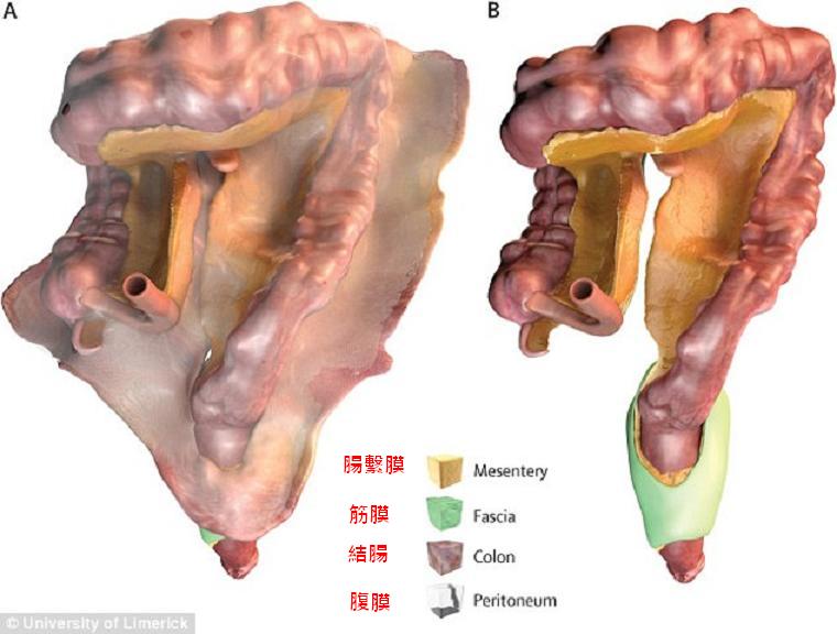 根據最新研究顯示，人類消化系統中的腸繫膜（Mesentery）其實是有連續性結構的器官。   圖：翻攝自每日郵報。