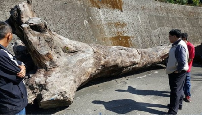 遭盜伐的2棵老香樟木有40年樹齡、市價近百萬元，山老鼠卻以40萬元賤價出售。   圖：橋頭地檢署提供