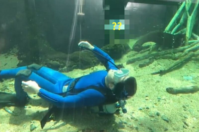 日本一間水族館靠一招吸引許多遊客上門。   圖／推特帳號tnapofficial